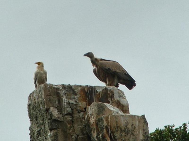 Los Montes Pensionat Casas de Miravete Exteriör bild